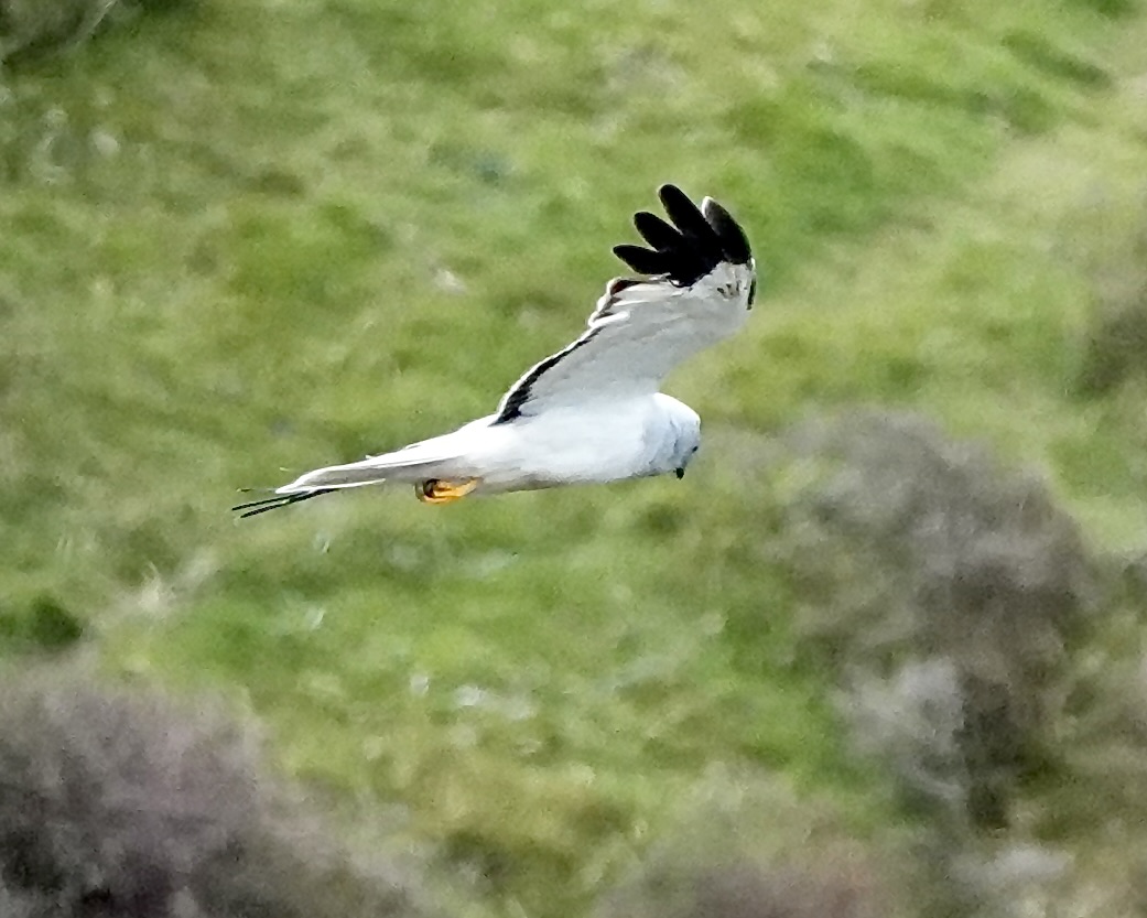 hen harrier